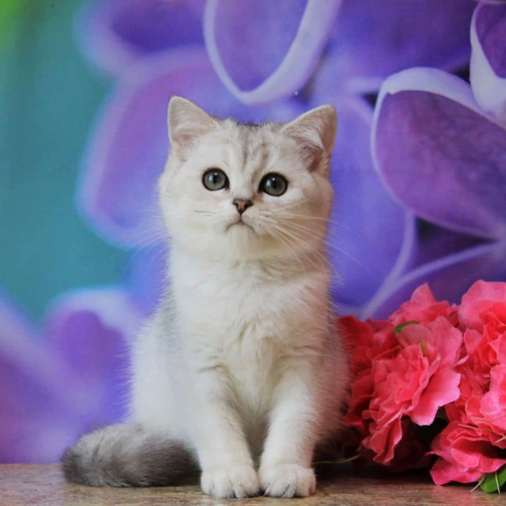 Keks British Shorthair Kittens | Buy a kitten. 