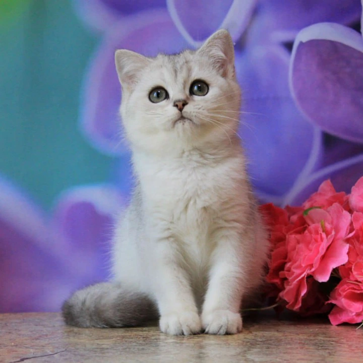 Keks British Shorthair Kittens | Buy a kitten. 