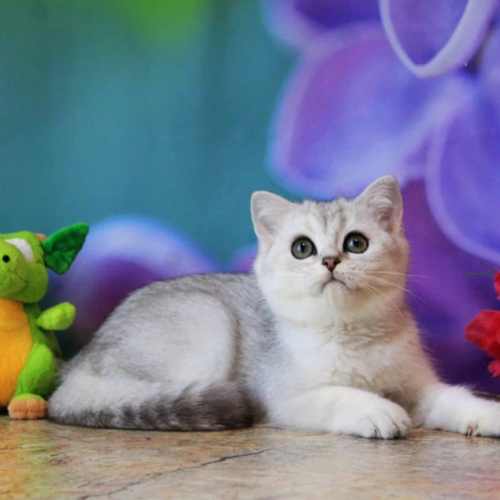Keks British Shorthair Kittens | Buy a kitten. 