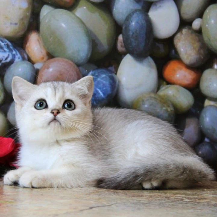 Keks British Shorthair Kittens | Buy a kitten. 