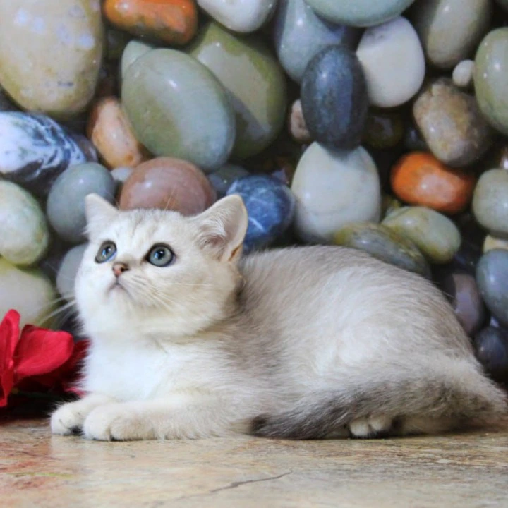 Keks British Shorthair Kittens | Buy a kitten. 