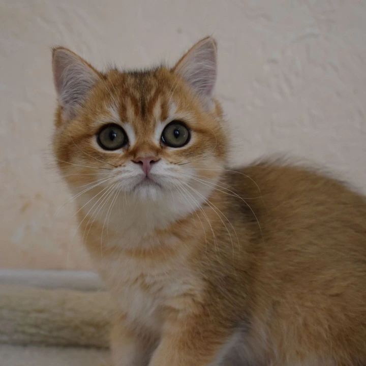 Bosy British Shorthair Kittens | Kittens for sale. 