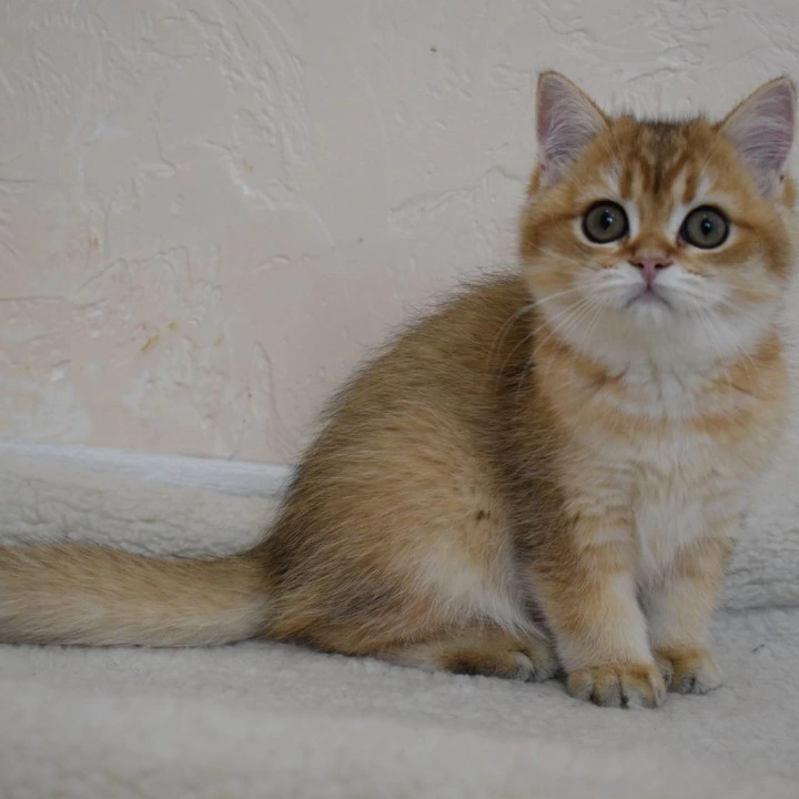 Bosy British Shorthair Kittens | Kittens for sale.