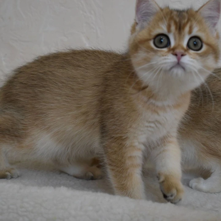 Bosy British Shorthair Kittens | Kittens for sale.