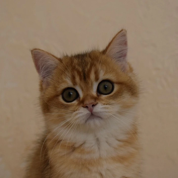 Bosy British Shorthair Kittens | Kittens for sale. 