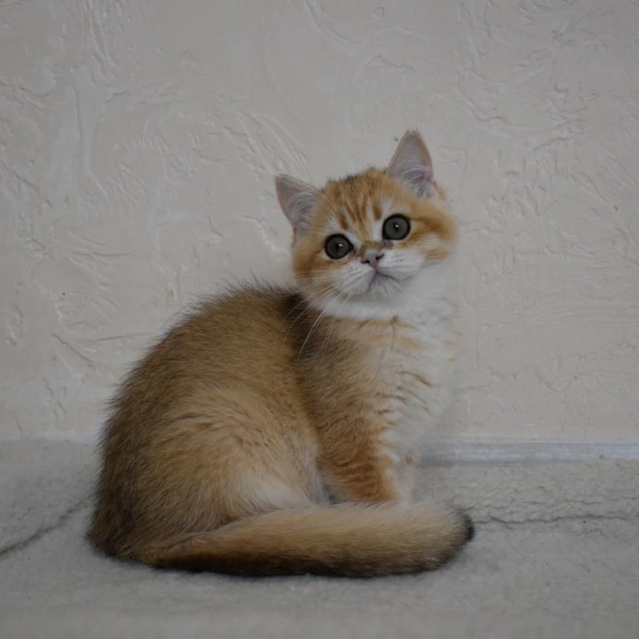 Byanka British Shorthair Kittens | Kitten for sale. 