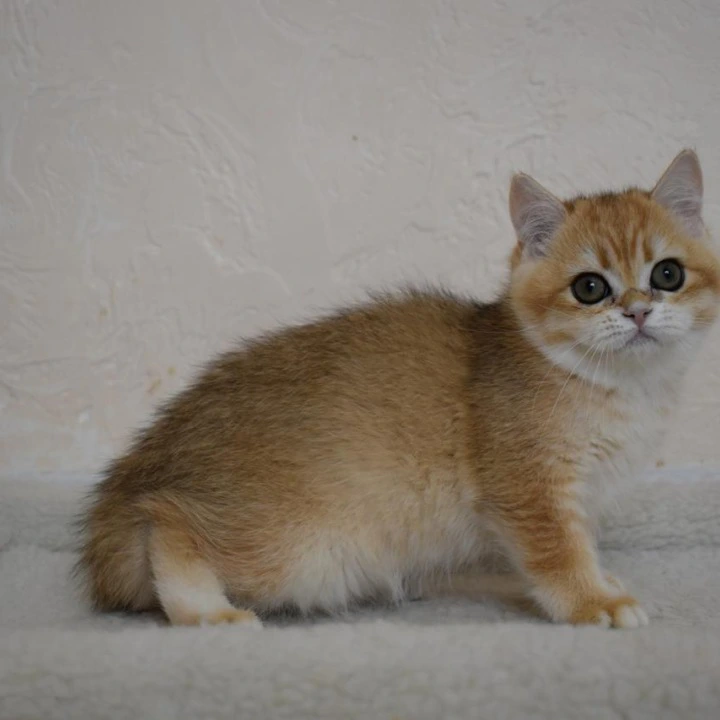 Byanka British Shorthair Kittens | Kitten for sale. 