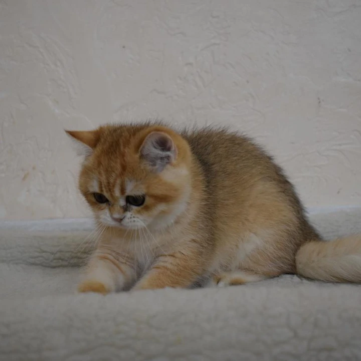 Byanka British Shorthair Kittens | Kitten for sale. 