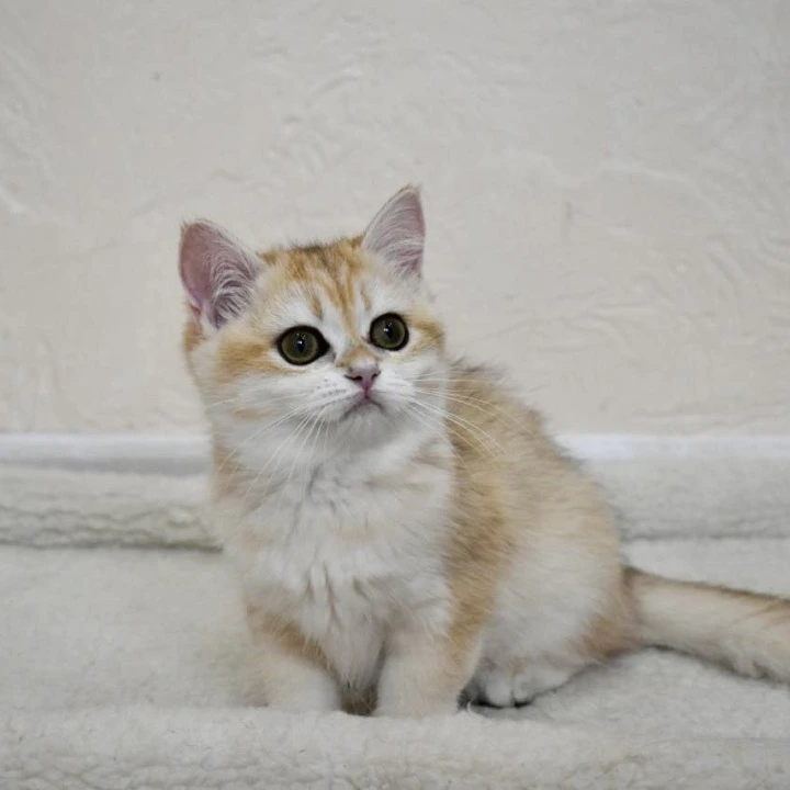Bella British Shorthair Kittens | Buy a kitten.