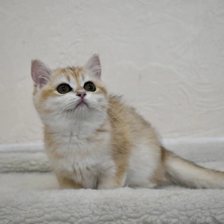 Bella British Shorthair Kittens | Buy a kitten. 
