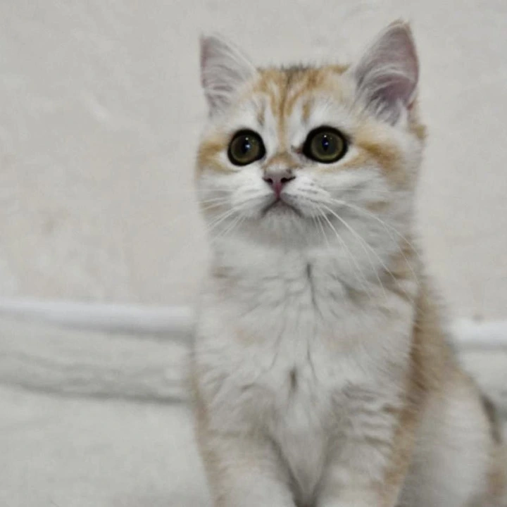 Bella British Shorthair Kittens | Buy a kitten. 