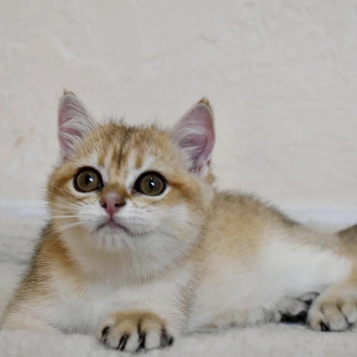 Bonifacy British Shorthair Kittens | Buy a kitten. 