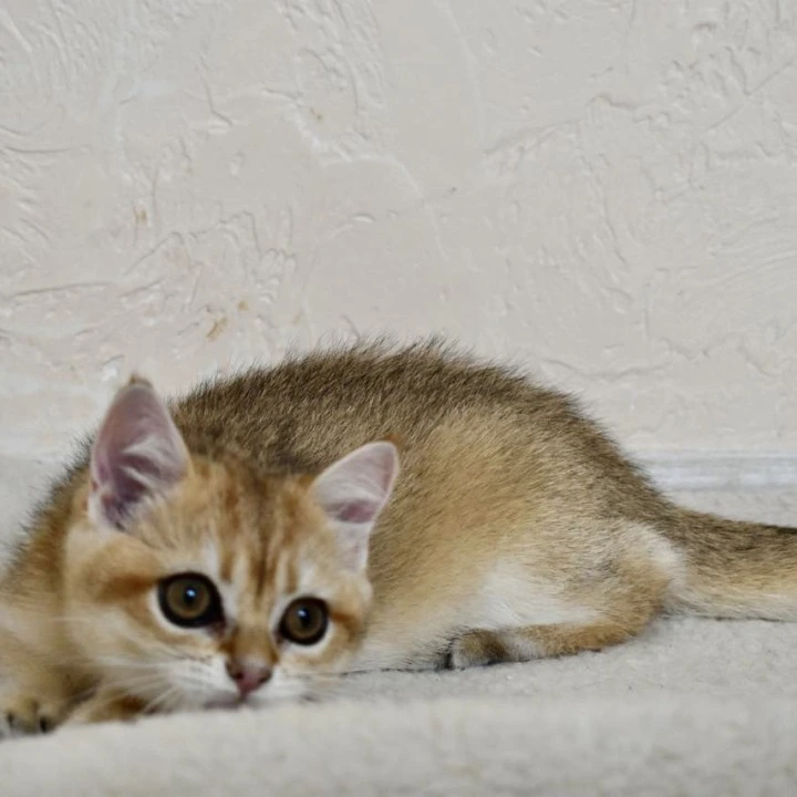 Bonifacy British Shorthair Kittens | Buy a kitten. 