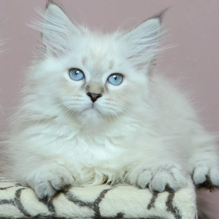 Ural Siberian Kittens | Large selection of kittens. 