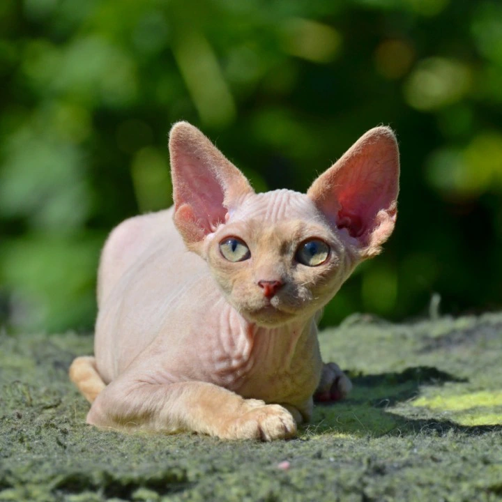 Arisha Devon Rex Kittens | Kittens for sale. 