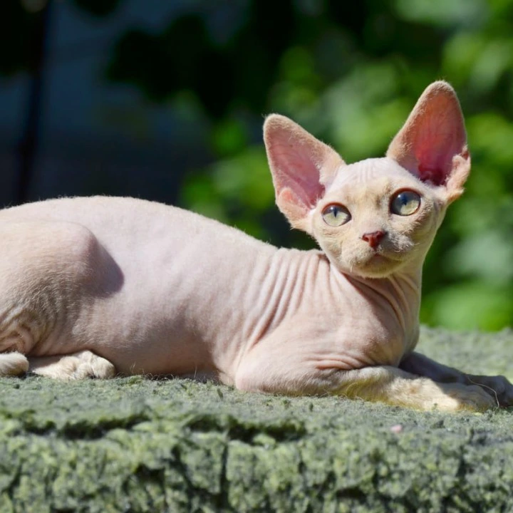 Arisha Devon Rex Kittens | Kittens for sale. 