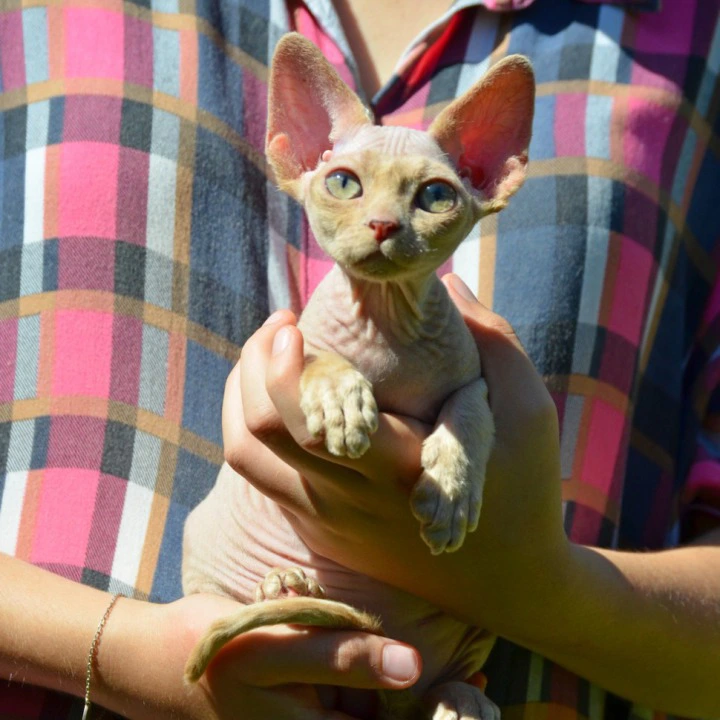 Arisha Devon Rex Kittens | Kittens for sale. 