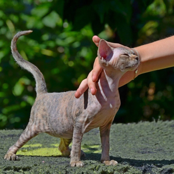 Arabesque Devon Rex Kittens | Large selection of kittens. 