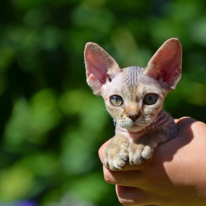 Arabesque Devon Rex Kittens | Large selection of kittens. 