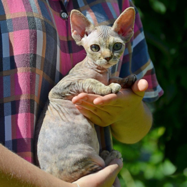 Arabesque Devon Rex Kittens | Large selection of kittens. 