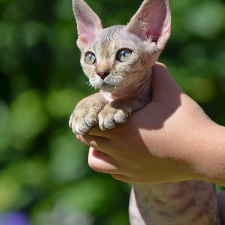 Arabesque Devon Rex Kittens | Large selection of kittens. 