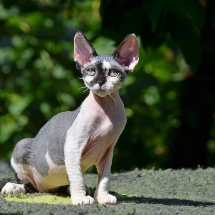 Betty Devon Rex Kittens | Kittens for sale. 
