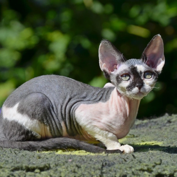 Betty Devon Rex Kittens | Kittens for sale. 