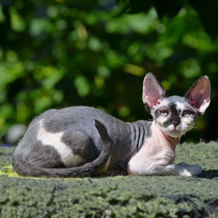 Betty Devon Rex Kittens | Kittens for sale. 