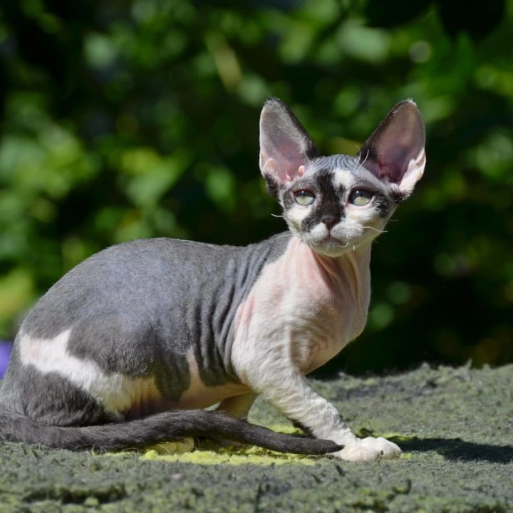 Betty Devon Rex Kittens | Kittens for sale. 