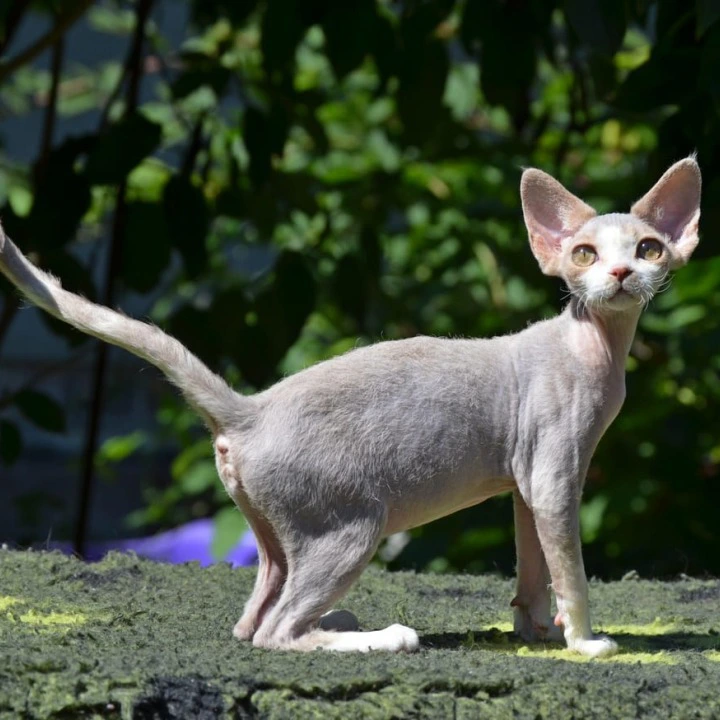 Yaroslavna Devon Rex Kittens | Kitten for sale. 