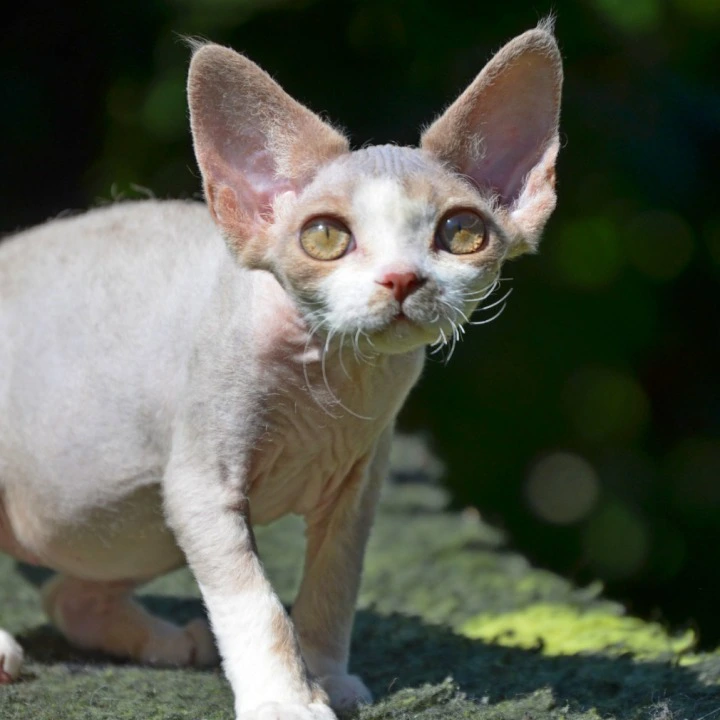 Yaroslavna Devon Rex Kittens | Kitten for sale. 