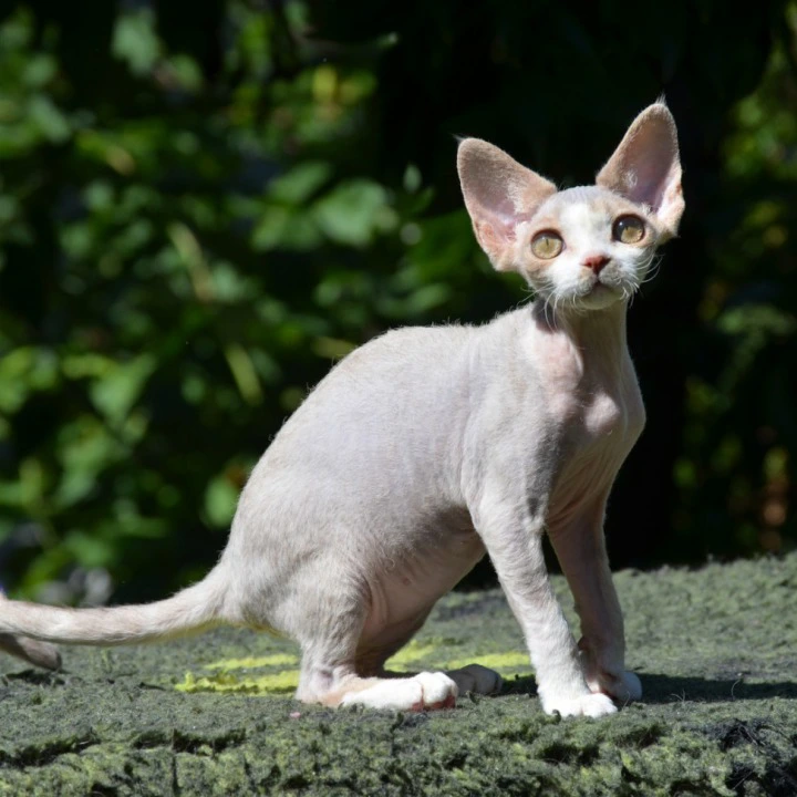 Yaroslavna Devon Rex Kittens | Kitten for sale. 