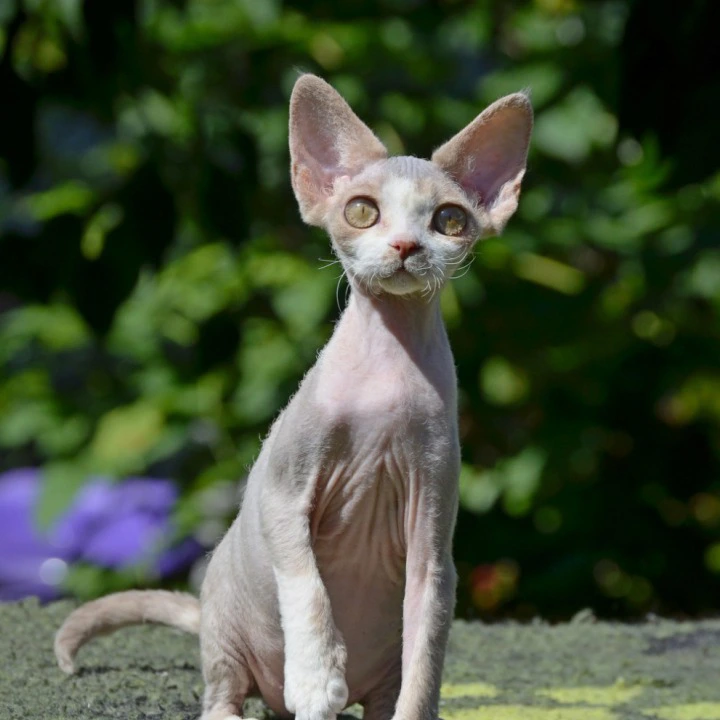 Yaroslavna Devon Rex Kittens | Kitten for sale. 