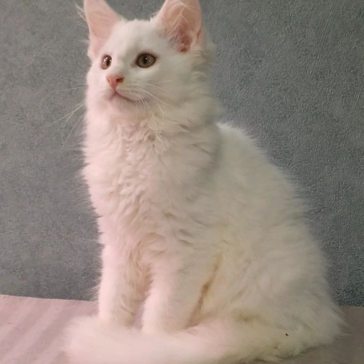 Mercedes Maine Coon Kittens | Large selection of kittens. 