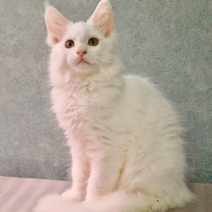 Mercedes Maine Coon Kittens | Large selection of kittens.