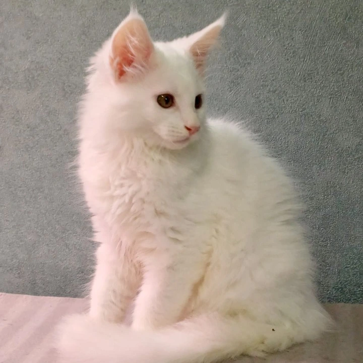 Mercedes Maine Coon Kittens | Large selection of kittens. 