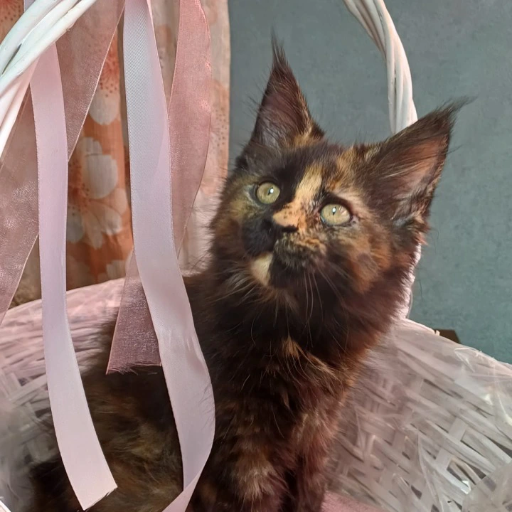 Michelotti Maine Coon Kittens | Buy a kitten. 
