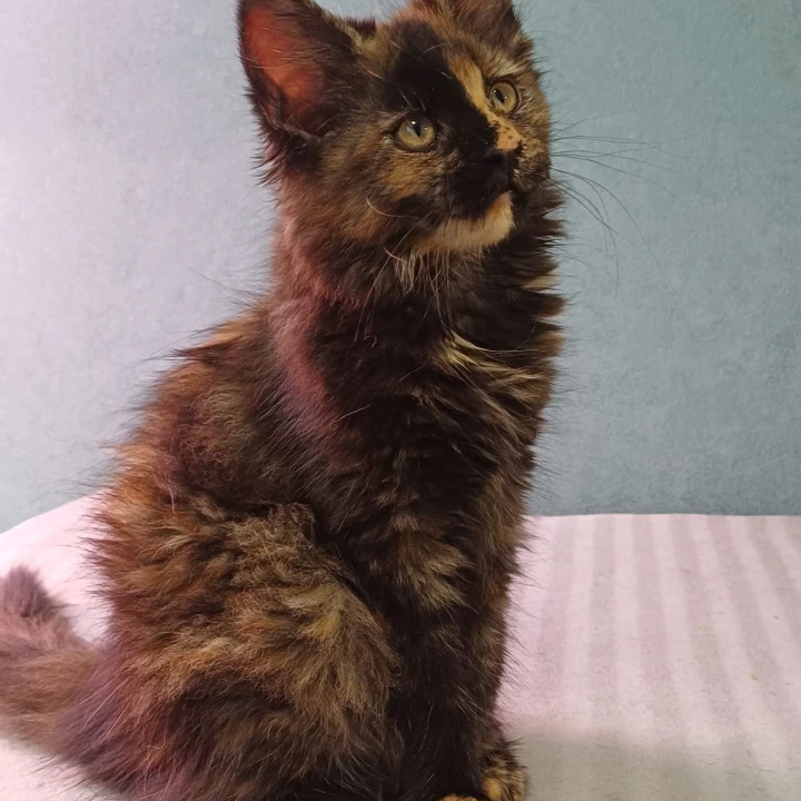 Michelotti Maine Coon Kittens | Buy a kitten. 