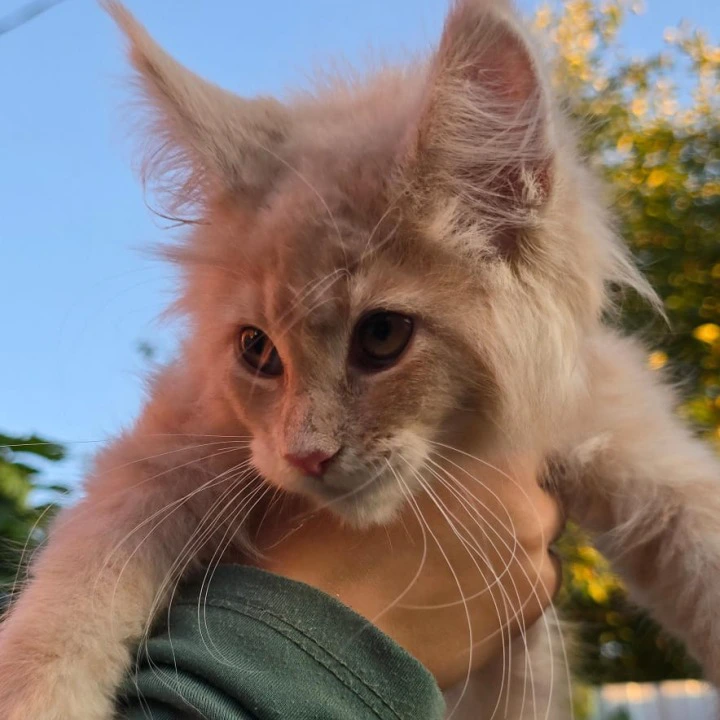 Oregon Maine Coon Kittens | Kittens for sale. 