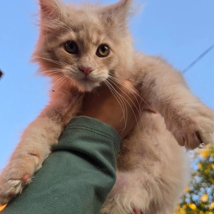 Oregon Maine Coon Kittens | Kittens for sale. 