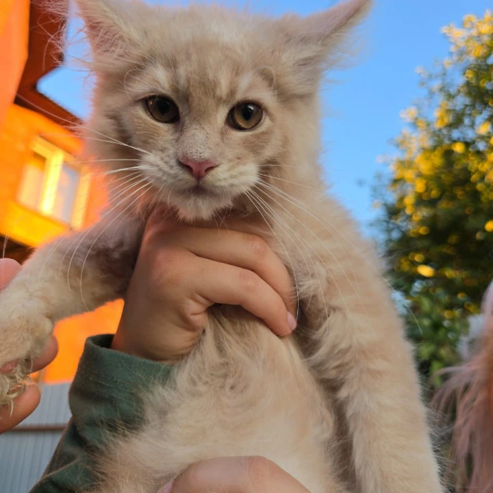 Oregon Maine Coon Kittens | Kittens for sale. 