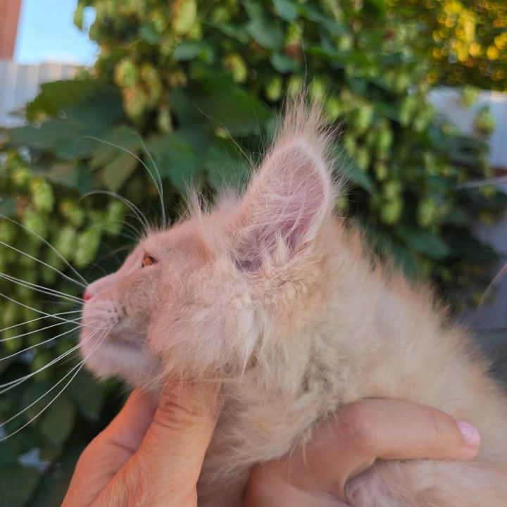 Oregon Maine Coon Kittens | Kittens for sale. 