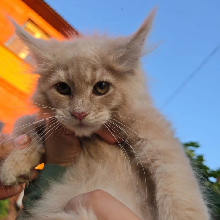 Oregon Maine Coon Kittens | Kittens for sale. 