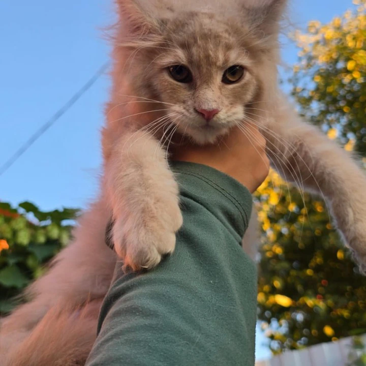 Oregon Maine Coon Kittens | Kittens for sale. 