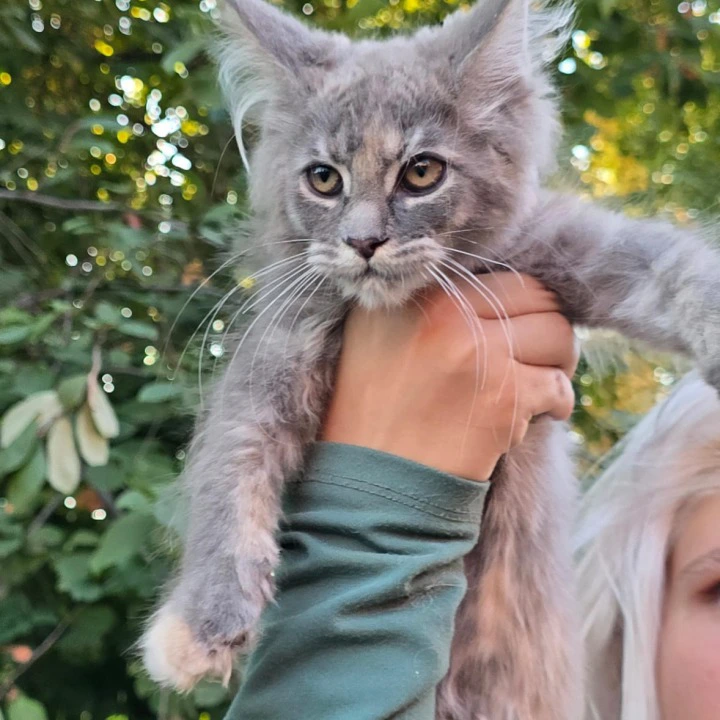 Odetta Maine Coon Kittens | Large selection of kittens. 