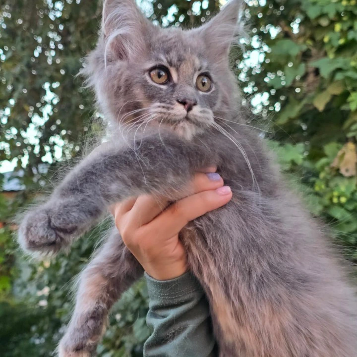 Odetta Maine Coon Kittens | Large selection of kittens. 