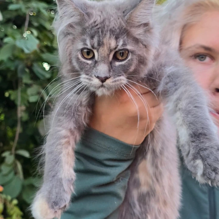 Odetta Maine Coon Kittens | Large selection of kittens. 