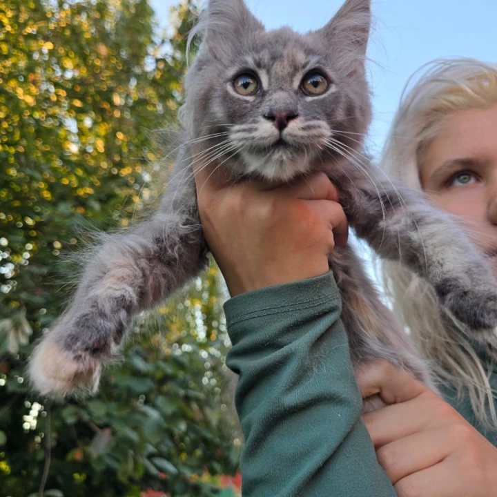 Odetta Maine Coon Kittens | Large selection of kittens. 
