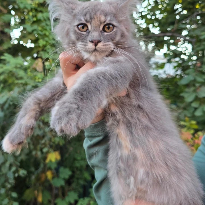 Odetta Maine Coon Kittens | Large selection of kittens. 