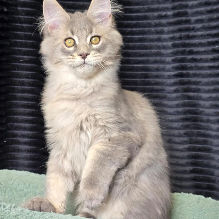Naruto Maine Coon Kittens | Buy a kitten. 